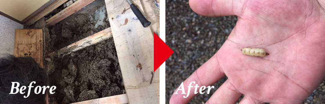 【床下】イエシロアリ駆除 Before&After