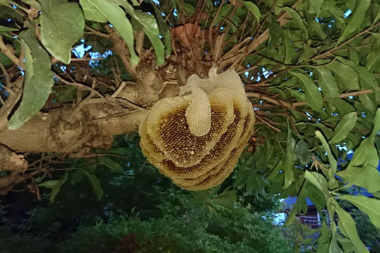 【植木】ハチの巣 写真