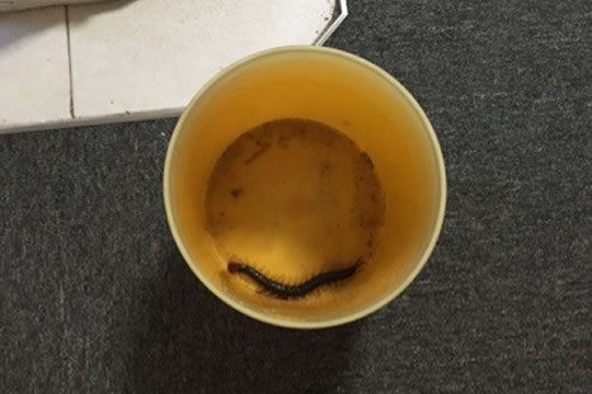 ムカデ駆除 写真